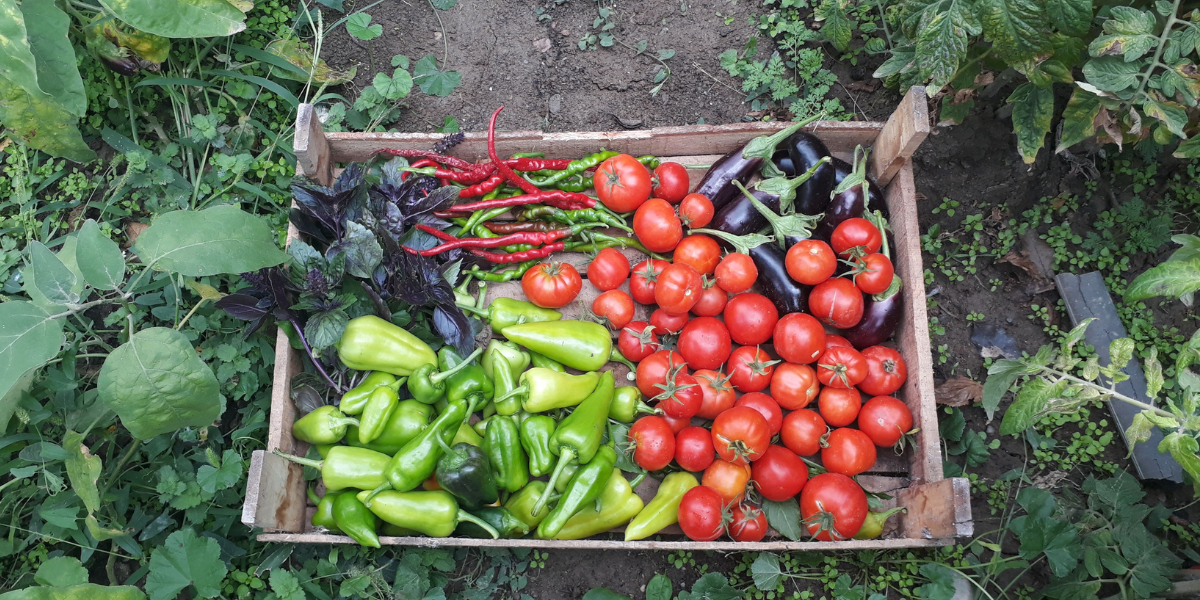 Selection of veg